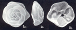 Tiphotrocha pulverulenta McCulloch, 1981
