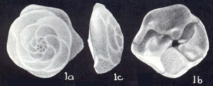 Tiphotrocha pulverulenta McCulloch, 1981 Tiphotrocha pulverulenta McCulloch, 1981