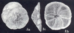 Tiphotrocha hancocki McCulloch, 1981