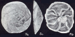 Tiphotrocha neohancocki McCulloch, 1981
