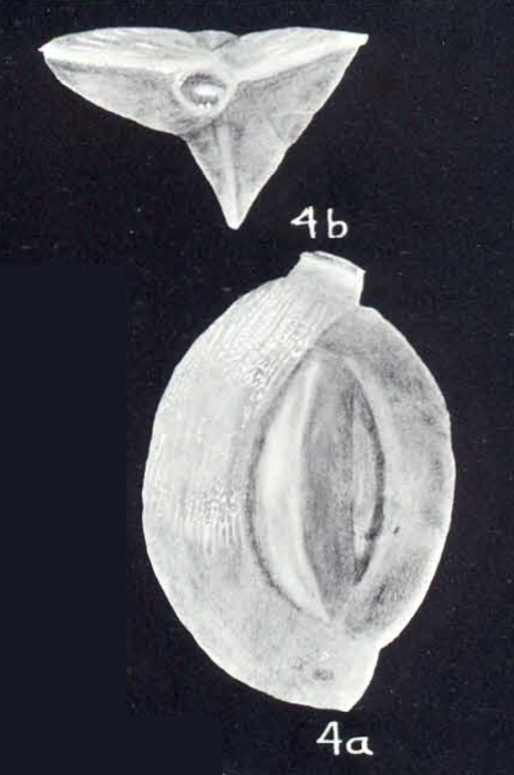 Quinqueloculina striolamarckiana McCulloch, 1981 Quinqueloculina striolamarckiana McCulloch, 1981