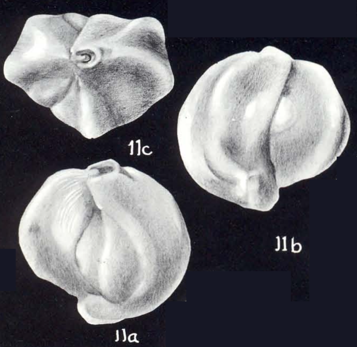 Quinqueloculina neobicostata McCulloch, 1981 Quinqueloculina neobicostata McCulloch, 1981