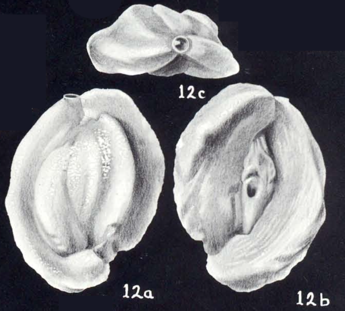 Quinqueloculina eboriformis McCulloch, 1981 Quinqueloculina eboriformis McCulloch, 1981