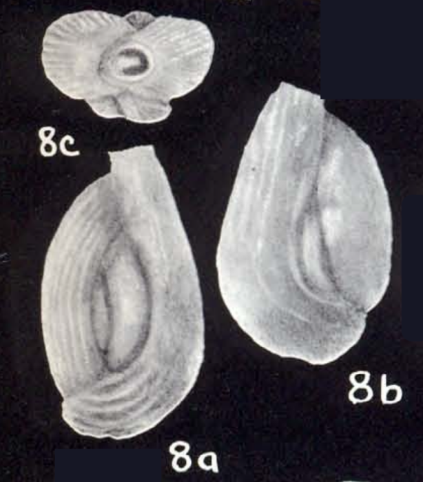 Quinqueloculina tortugiana McCulloch, 1981 Quinqueloculina tortugiana McCulloch, 1981