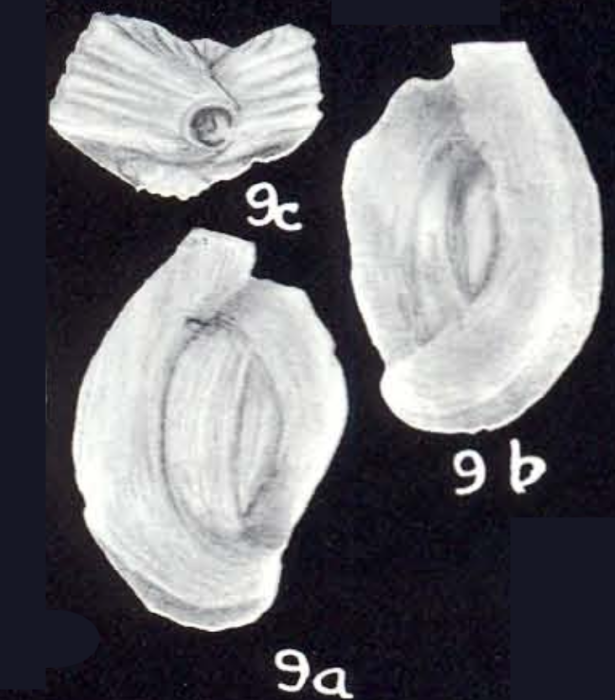 Quinqueloculina neotenogos McCulloch, 1981 Quinqueloculina neotenogos McCulloch, 1981