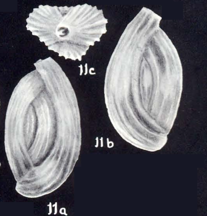 Quinqueloculina diffusicostata McCulloch, 1981 Quinqueloculina diffusicostata McCulloch, 1981