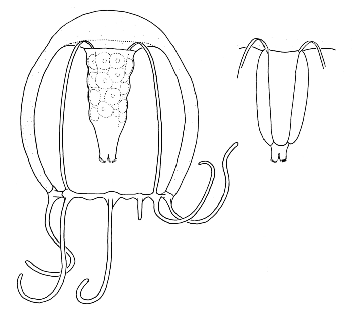 Podocoryna australis, medusa stage