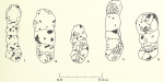 Ammobaculites balkwilli Haynes, 1973