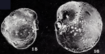 Siphonina georgiana Haynes, 1973