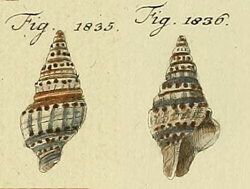 Chemnitz's (1895) original figure pl. 190 fig. 1835-1836, on which Murex virgineus Dillwyn, 1817 is based Chemnitz's (1895) original figure pl. 190 fig. 1835-1836, on which Murex virgineus Dillwyn, 1817 is based
