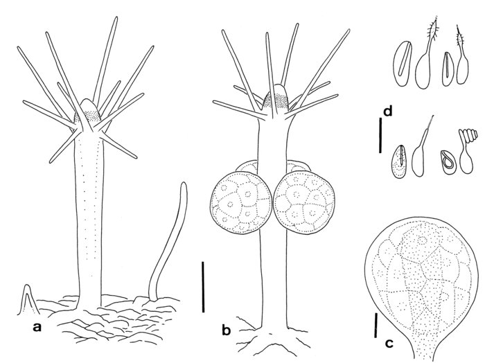 Hydractinia otagoensis Hydractinia otagoensis