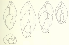 Guttulina harrisi Haynes, 1973, author: Consorti, Lorenzo