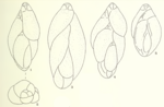 Guttulina harrisi Haynes, 1973
