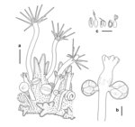 Clavactinia rubricata (syn. Hydractinia rubricata)
