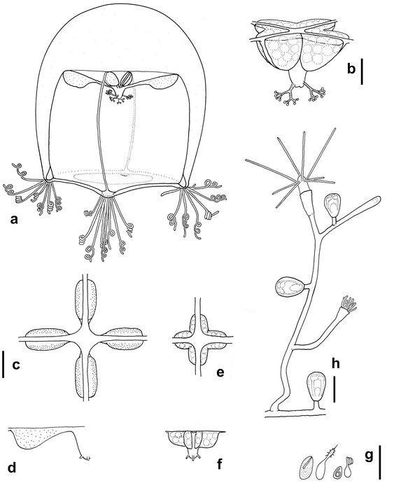 Bougainvillia dimorpha, medusa and polyp stage Bougainvillia dimorpha, medusa and polyp stage