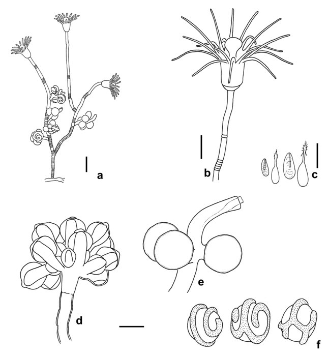 Eudendrium maorianus, after living material from New Zealand Eudendrium maorianus, after living material from New Zealand