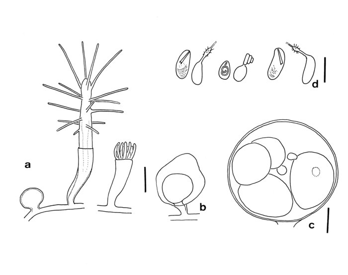 Rhizogeton conicum Rhizogeton conicum