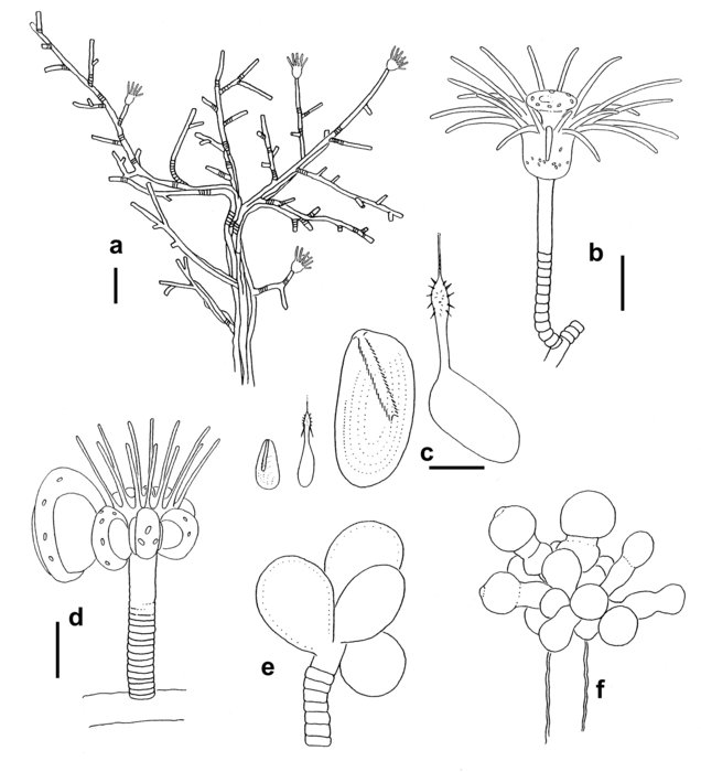 Eudendrium novaezelandiae Eudendrium novaezelandiae
