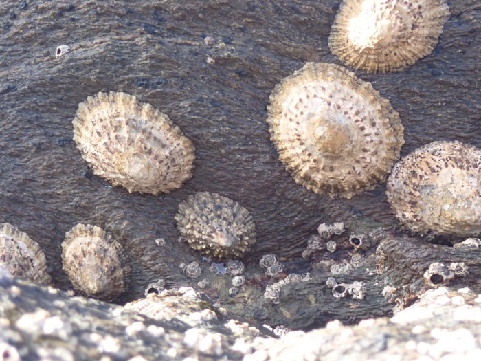 Patella rustica, specimens from Calahonda, Spain 