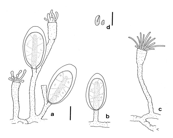 Rhizorhagium antarcticum, material from New Zealand Rhizorhagium antarcticum, material from New Zealand