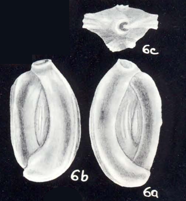 Quinqueloculina costitruncata McCulloch, 1981 Quinqueloculina costitruncata McCulloch, 1981