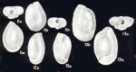Quinqueloculina neocostata McCulloch, 1981