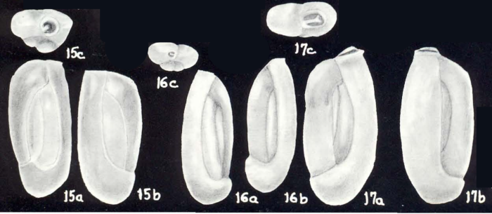 Quinqueloculina mixta McCulloch, 1981 Quinqueloculina mixta McCulloch, 1981