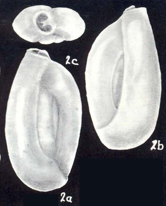Quinqueloculina eulaevigata McCulloch, 1981 Quinqueloculina eulaevigata McCulloch, 1981
