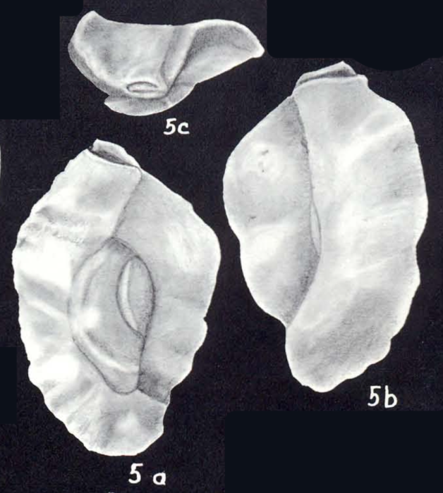 Quinqueloculina neobradyana McCulloch, 1981 Quinqueloculina neobradyana McCulloch, 1981