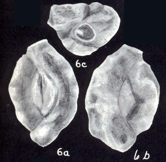 Quinqueloculina bitexturalis McCulloch, 1981 Quinqueloculina bitexturalis McCulloch, 1981