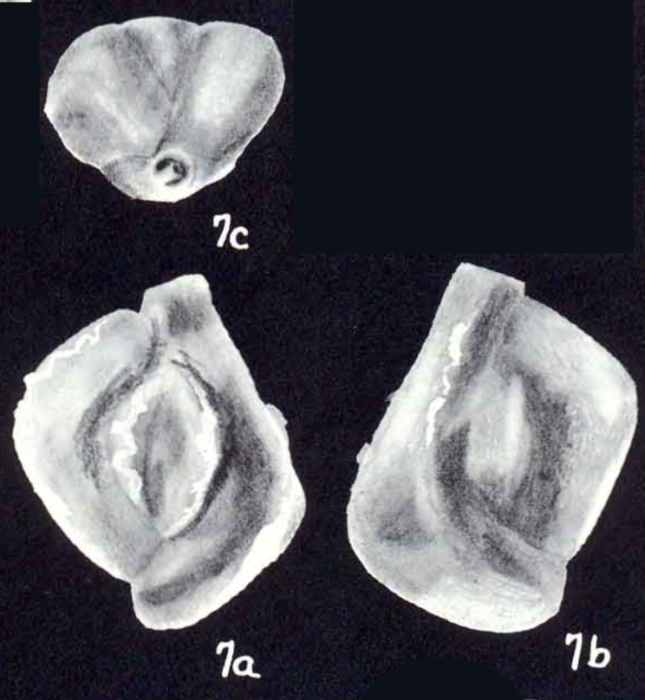 Quinqueloculina diversa McCulloch, 1981 Quinqueloculina diversa McCulloch, 1981