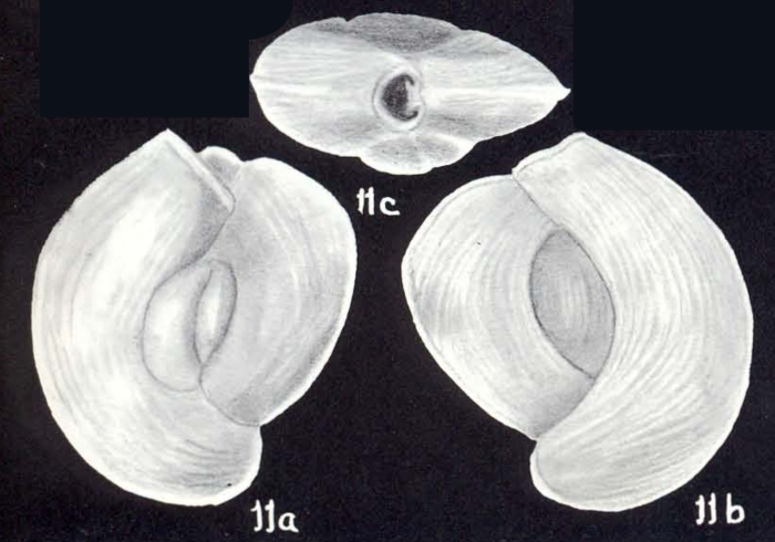 Quinqueloculina cochensis McCulloch, 1981 Quinqueloculina cochensis McCulloch, 1981