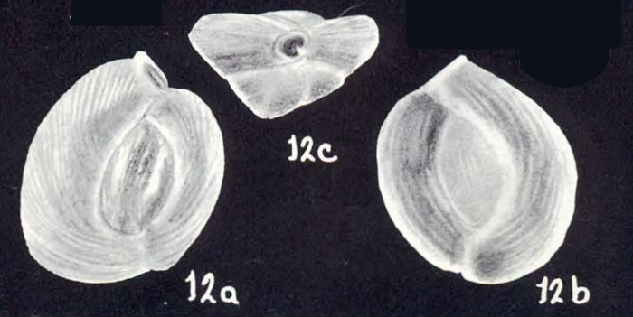 Quinqueloculina probabilis McCulloch, 1981 Quinqueloculina probabilis McCulloch, 1981