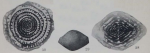 Fusulinella iowensis Thompson, 1934