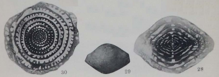 Fusulinella iowensis Thompson, 1934 Fusulinella iowensis Thompson, 1934