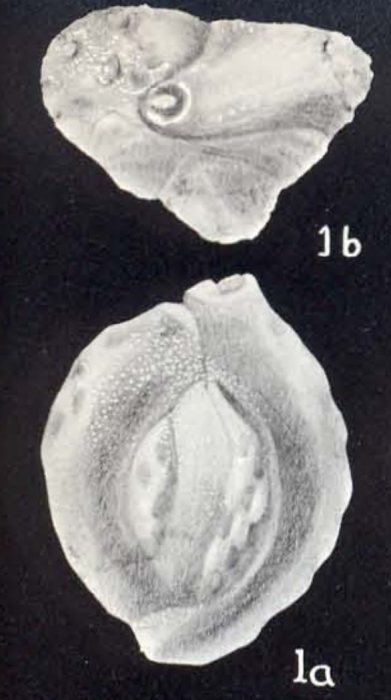 Quinqueloculina trinidadica McCulloch, 1981 Quinqueloculina trinidadica McCulloch, 1981