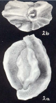 Quinqueloculina albicans McCulloch, 1981