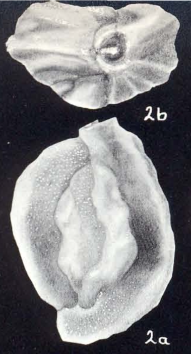 Quinqueloculina albicans McCulloch, 1981 Quinqueloculina albicans McCulloch, 1981