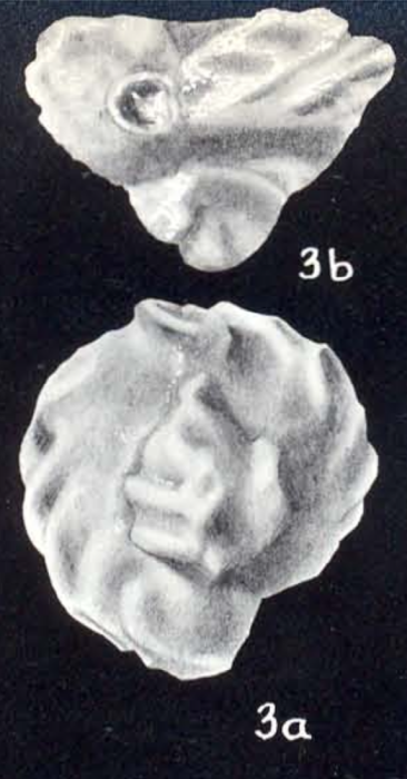 Quinqueloculina implana McCulloch, 1981 Quinqueloculina implana McCulloch, 1981