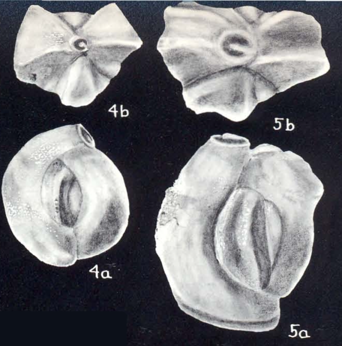 Quinqueloculina subbicostata McCulloch, 1981 Quinqueloculina subbicostata McCulloch, 1981