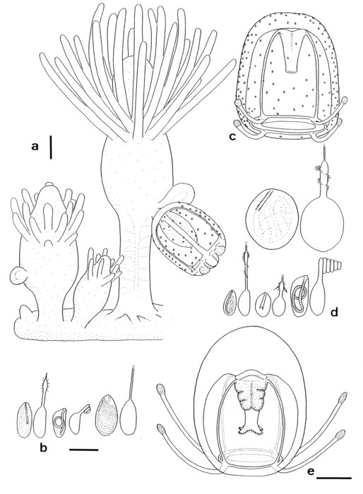 Bythotiara parasitica; after living material from New Zealand Bythotiara parasitica; after living material from New Zealand