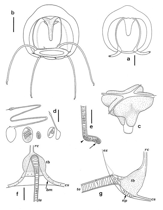 Fabienna sphaerica, medusa Fabienna sphaerica, medusa