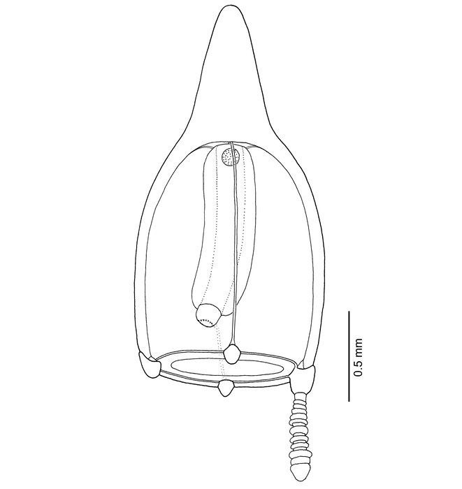 Euphysa intermedia (syn. Corymorpha intermedia) Euphysa intermedia (syn. Corymorpha intermedia)