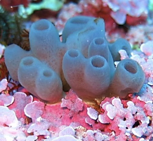 Callyspongia (Callyspongia) cacumen Payne et al. 2025 Callyspongia (Callyspongia) cacumen Payne et al. 2025