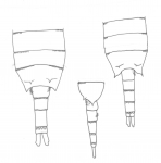 dauglishi body