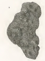 Spongia rimulosa Quoy & Gaimard, 1824