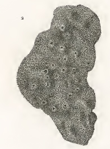 Spongia rimulosa Quoy & Gaimard, 1824