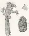 Spongia cuniculosa Quoy & Gaimard, 1824