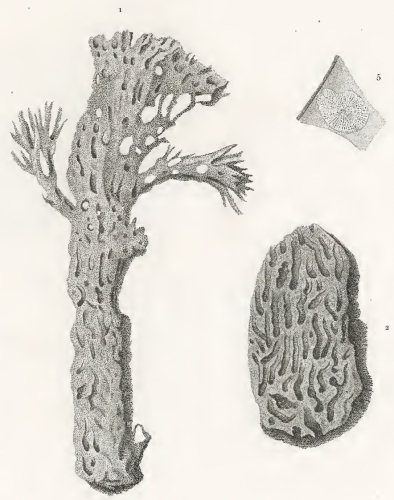Spongia cuniculosa Quoy &amp; Gaimard, 1824