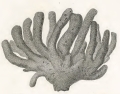 Spongia dactyloides Quoy & Gaimard, 1824